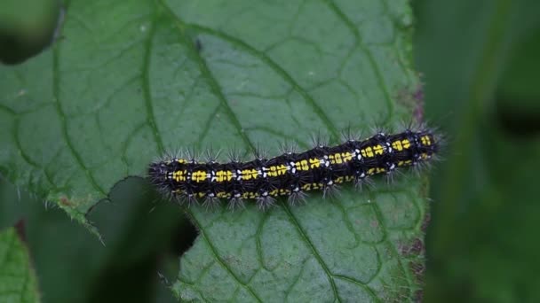 Kızıl Kaplan Güvesi Nin Mancınığı Callimorpha Dominula Yeşil Alkanet Yaprağıyla — Stok video