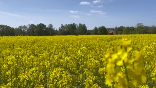 Pan Bright Yellow Rape Field Spring Countryside Lower Saxony Germany — Vídeo de Stock