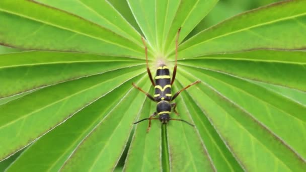 Yaban Arısı Böceği Lupin Yaprakları Nda Bahar Ngiltere — Stok video