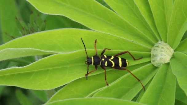 Wasp Beetle Clytus Arietis Garden Plant Spring — Stock video