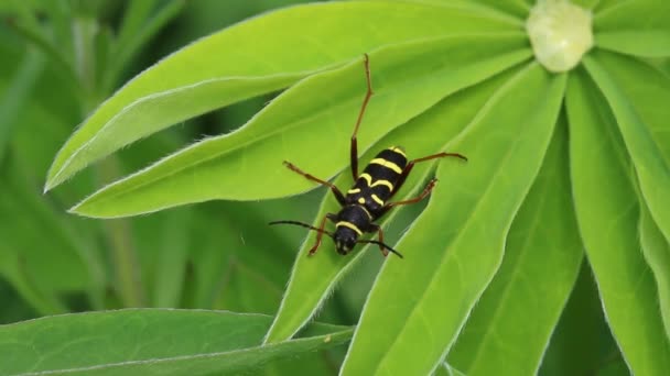 Wasp Beetle Clytus Arietis Small Harmless Species Long Horn Beetle — 비디오