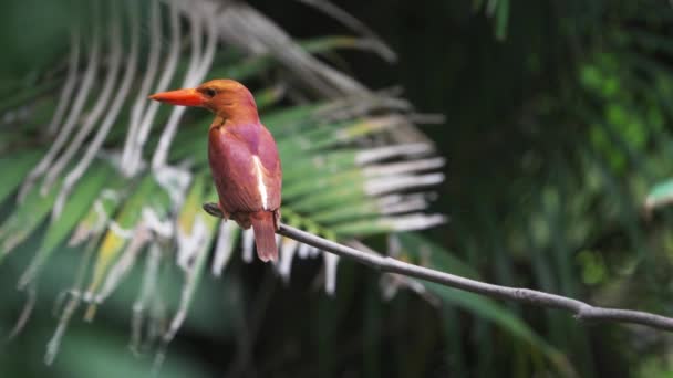 Ruddy Kingfisher Perching Showing Its Back Red Purple Feather — ストック動画