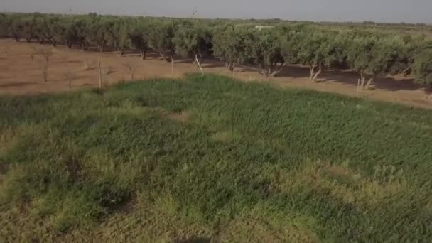 Obok Znajduje Się Ogromna Farma Wieloma Drzewami Ogromnym Gospodarstwem Rolnym — Wideo stockowe