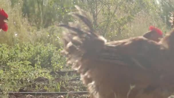 Roosters Roaming Garden Rows — Stockvideo