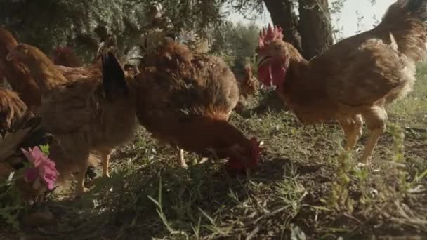 Roosters Roaming Field Eating Grass — 图库视频影像