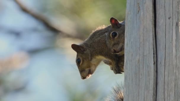 Two Gray Squirrels Hiding Tree Being Chased Predator — Vídeos de Stock