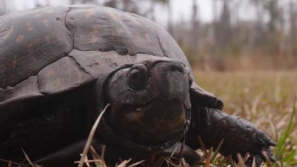 Close Gulf Coast Box Turtles Face Comes Out Shell — Vídeo de Stock