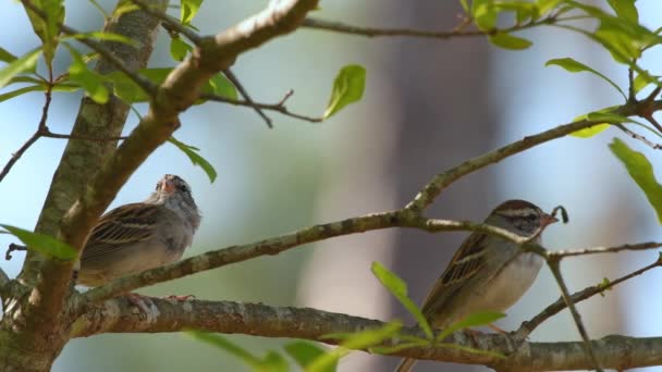 Chipping Sparrows Perched Tree Branch Being Alert Cautious — Video