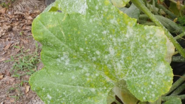 Powdery Mildew Covering Yellow Squash Leaf Plant — Stock video