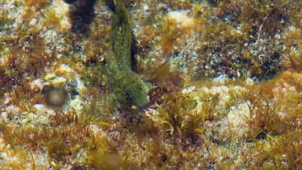 Barriguda Mora Ophioblennidus Atlanticus Eating Algae Shallow Waters Rocky Coast — Vídeo de stock