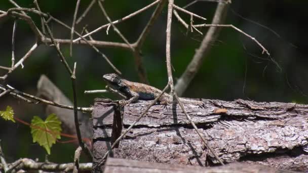 Male Eastern Fence Lizard Perches Top Pine Log Windy Day — Stock video