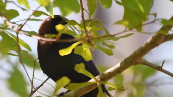 Brown Headed Cowbird Perched Limb — стокове відео