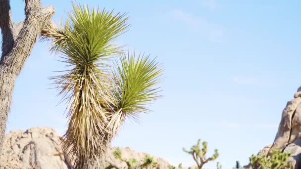 Close Joshua Trees Rocks Hot Blue Sky Background Joshua Tree — Stock Video