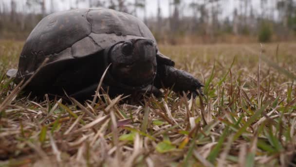 Крупным Планом Черепаха Мексиканского Залива Приближается Камере — стоковое видео