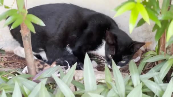 Female Mother Cat Protecting Her Newborn Kittens Litter — Stock videók