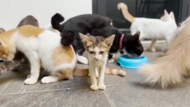 Маленькие Котята Домашние Кошки Едят Вместе — стоковое видео