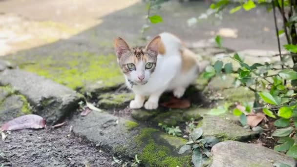 Spayed Stray Female Calico Cat Ear Tipped — Stock videók