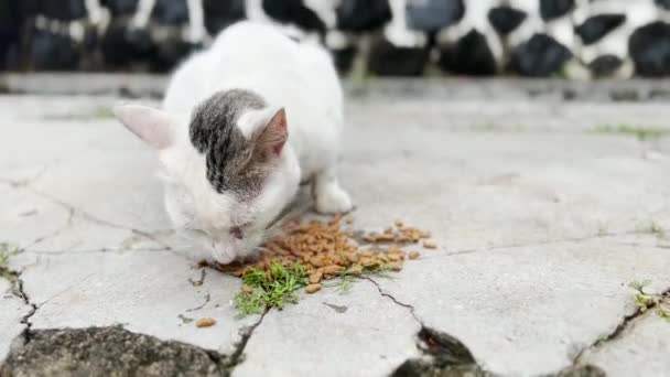 Stray Cat Eating Cat Food Pellets Street — 图库视频影像