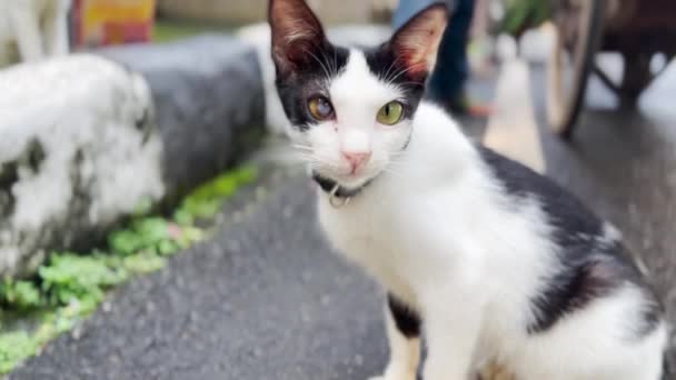 Neutered Stray Male Cat Cataract One Eye — Stock videók