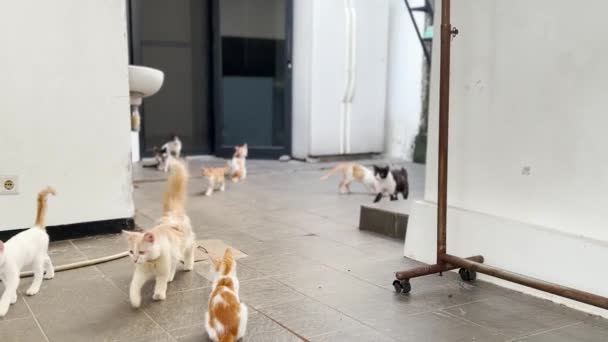 Obbediente Casa Gatti Seguendo Loro Proprietario — Video Stock
