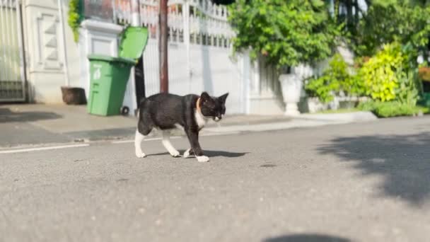 Pair Lovely Street Cats Snuggle Rest Street — Stock videók