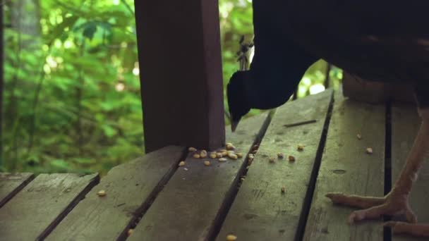 Peacock Etende Popcorn Pitten Van Het Dek — Stockvideo