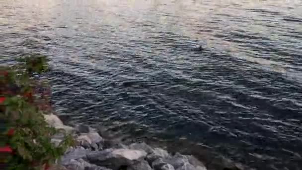 Beaver Swimming Lake Shore Sunset — Vídeo de Stock