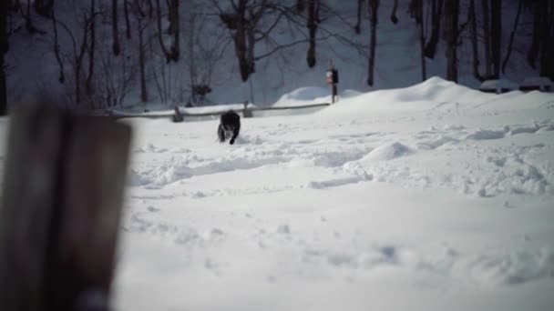 Hond Loopt Sneeuw — Stockvideo