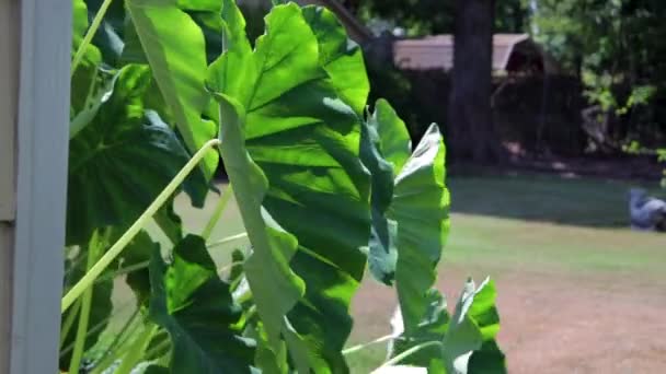 Elephant Ears Swaying Wind Summer Day — Stock Video