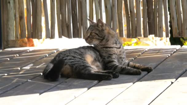 Striking Handsome Marbled Cat Alert Yet Lazy Shade Wood Deck — стоковое видео