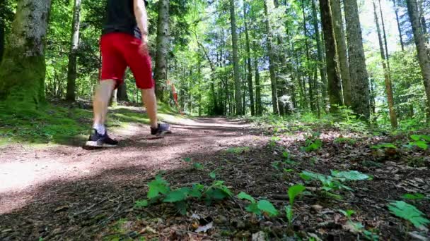Hombre Caminando Camino Bosque Ángulo Bajo Estático — Vídeos de Stock