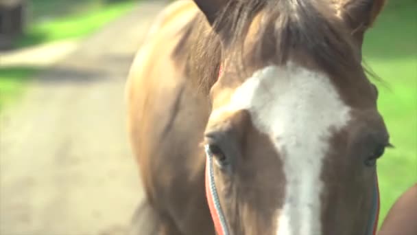 Girl Walking Horse — Stockvideo