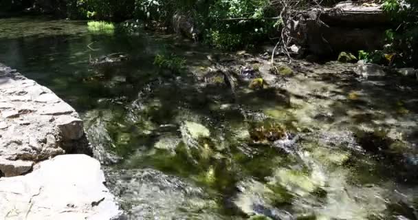 Dit Een Video Van Comal River Landa Park New Braunfels — Stockvideo