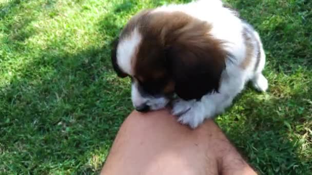 Puppy Playing Grass — Stock videók