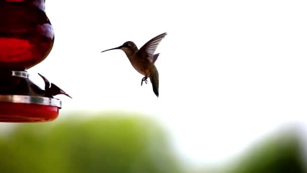 Hummingbird Visits Feeder Hot Summer Day Beautiful Pulses Those Tiny — Stok Video