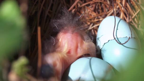Extreme Close Newborn Baby Bird Moving Its Nest — Vídeo de Stock