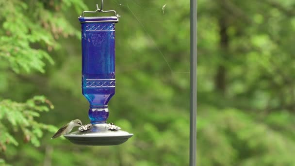 Hummingbird Flies Feeder Begins Drinking Slow Motion — Vídeos de Stock