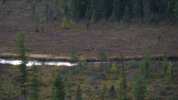 Vacker Utsikt Över Typiska Kanadensiska Landsbygden Landskap Med Färgglada Höstskog — Stockvideo