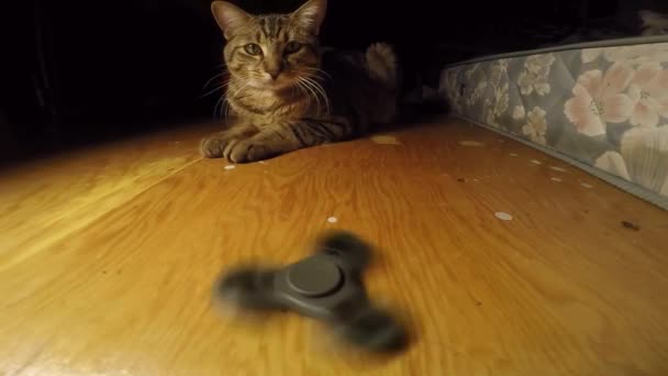 Cat Plays Black Fidget Spinner Wooden Floor Apartment — Video