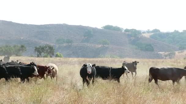 Λευκή Αγελάδα Κοιτάζει Επίμονα Την Κάμερα Καθώς Κοπάδι Περνάει Από — Αρχείο Βίντεο