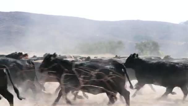 Herd Black Angus Cattle Running Grass Foreground Emphasize Speed — Video Stock