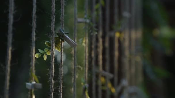 Brown Yarn Lines Hanging Small Plants Tied Wedding Reception Beautiful — Stock video