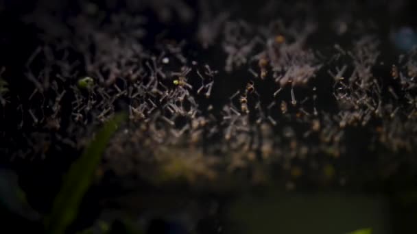 Larvas Mosquitos Superfície Água — Vídeo de Stock
