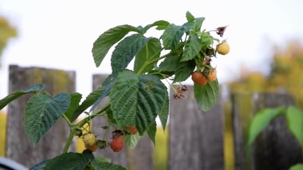 Unripe Rasberries Growing Front Wooden Fence — 图库视频影像