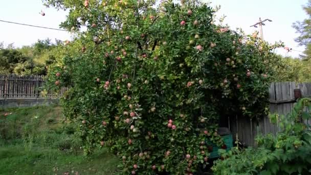 Tree Filled Fruit Ready Picked — Video