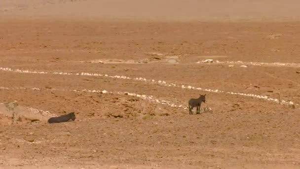 Shot Two Donkeys San Pedro Atacama Chile Desert Highlands — 비디오