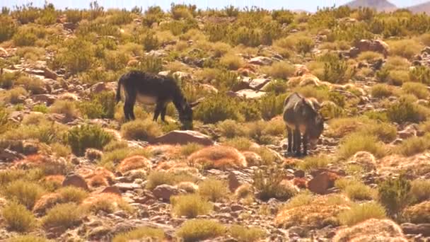 Two Wild Donkeys San Pedro Atacama Grazing Desert — 비디오