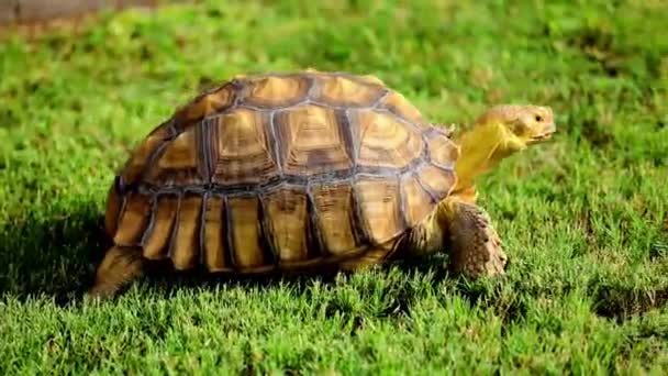 Sulcata Tortoise Anything Slow She Moves Her Habitat Looking Graze — Stok video