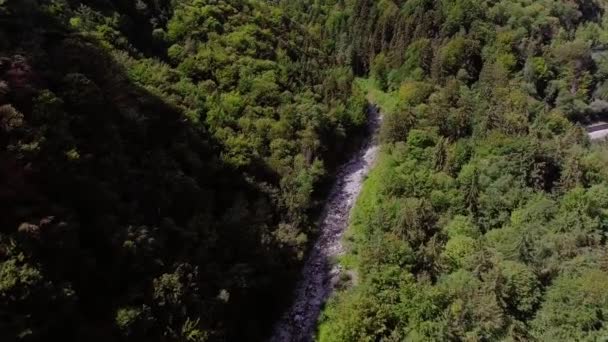 Flight Stream Middle Forest — Video