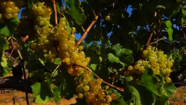 Vineyards Western Cape — Stockvideo